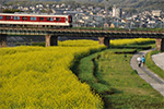 5月上旬には一面に菜の花が咲きます。（大和川）