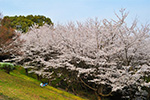 菩提キャンプ場にはこんなにきれいな桜が咲き乱れます。